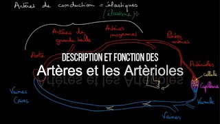 Description et fonction des Artères et les Artérioles [upl. by Billi]