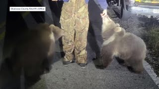 Alaskan Kodiak bear cubs found wandering North Florida road [upl. by Eissoj]