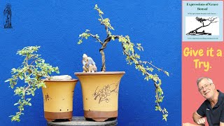 How to create a FREE Cascade Bonsai Step by Step Summer 2023 [upl. by Kenleigh180]