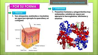 BIOMOLÉCULAS ORGÁNICAS  PROTEINAS  Cotamania [upl. by Kovar]