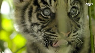 TIGERUNGERNE ER PÅ SPIL OG DE ER VILDT NUTTEDE  SUMATRATIGERUNGER SPECIAL  AALBORG ZOO VLOG 02 [upl. by Adil]