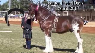 Gatton Heavy Horse field days 2017 Duneske Clydesdales video compilation [upl. by Hasen]