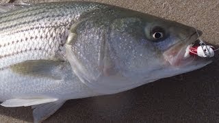 Beach Fishing for Stripers  Bucktailing Swells [upl. by Lorene]