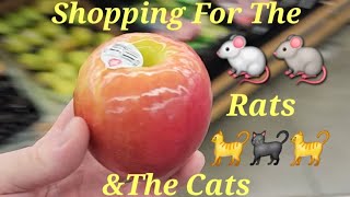 Shopping For My Rats amp Cats [upl. by Tedra895]