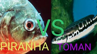 Piranha Vs Toman  Reaksi Ikan Toman Saat dikasih Makan Ikan Piranha [upl. by Lynnell]