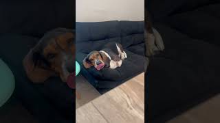 Sweet sleepy Daisy fyp foryoupageofficiall foryoupage❤️❤️ dog dogmom viral viralpets pets [upl. by Hild]