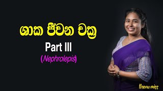 ශාක ජීවන චක්‍ර  Shaaka Jeewanachakra  Plant life cycles  Episode 03  Nephrolepis  Thenu miss [upl. by Ecinue]