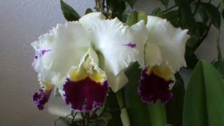 Cattleya  Nov 20115 [upl. by Prinz313]