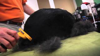 FURminator Dog deShedding Demo [upl. by Feodora]