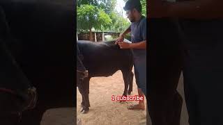 बनने में थोड़ा वक्त लगेगा dairyfarm farming bull farmer villageslife dairy youtubeshorts [upl. by Ettevets]