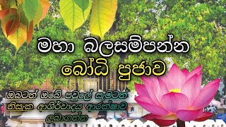 අටවිසි බෝධි පූජාව  Atawisi bodhi pujawa  bodi pujava  බෝධි පූජාව  kavi bana  bana  derana [upl. by Vaas478]