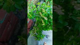 Lahar lahar lahraye re mrere agaan ki tulsi  🌿 viral  shorts  tulsi  mata shorts feed  youtube [upl. by Donoho]