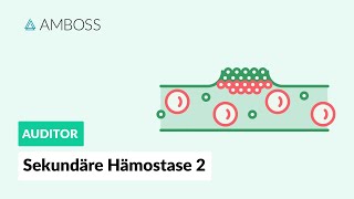 Sekundäre Hämostase  Teil 2  Zellbasierte Gerinnung  AMBOSS Auditor [upl. by Ojaras]