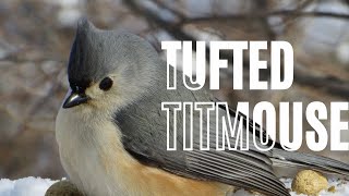 Tufted Titmouse in Action [upl. by Audy]