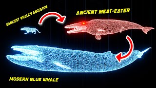 WHALE EVOLUTION in 50000000 years 3D Hologram Animation [upl. by Zetnom]