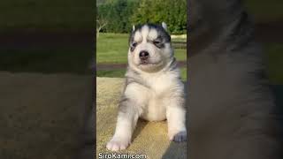 Cachorra husky AULLANDO  KENDALL DEL SIROKAMI Sirokami Husky [upl. by Trygve]