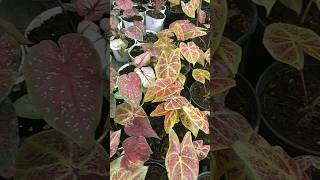 Rare bicolor Caladium collection caladium [upl. by Doley672]