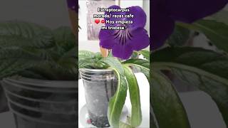 Hoy empieza mi trizteza  Streptocarpus Morado Rayas café [upl. by Eustashe820]