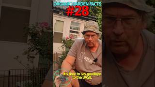 Organic Garden Facts 28  Knowing when its time riverbearaquaponics garden organicgarden [upl. by Aipotu]