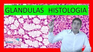 GLÁNDULAS HISTOLOGÍA explicado FÁCIL ✅ 2019 [upl. by Imogen]