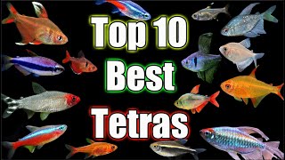 Top 10 BEST Tetras in The World [upl. by Elbas]