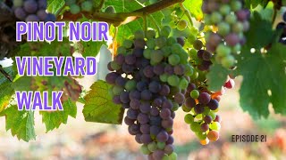 Episode 21 Pinot Noir Vineyard Walk [upl. by Daitzman]