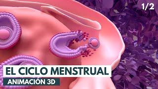 Ciclo menstrual Conceptos básicos  Animación 3D [upl. by Htebaras]