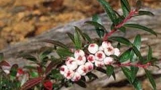 ⟹ Snow Berry Gaultheria hispida DONT BUY IT THEY DONT SPROUT Berry [upl. by Athalla]