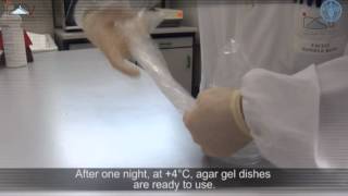 Agar gel immunodiffusion assay AGID [upl. by Quennie]