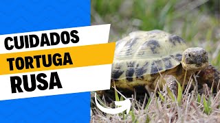 Cuidados Tortuga Rusa Alimentación Terrario [upl. by Cedric]