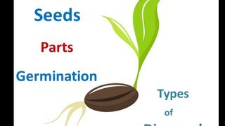 Seed parts Seed germination process Seed dispersal methods for Kids [upl. by Clementius]