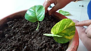 How to Grow Money Plant in Soil  How to get more plants from one cutting 19 July 2017 [upl. by Etteloc184]