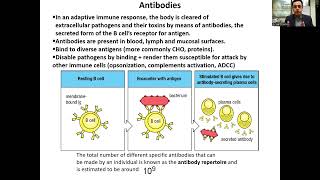 B Cells and B Cell Receptor BCRAntibody [upl. by Ubald]