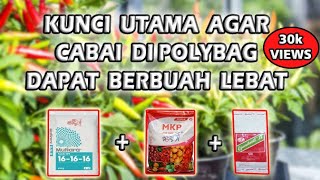 Cara Menanam Cabe di Polybag Agar Berbuah Lebat [upl. by Denney]