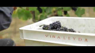 Las Brisas Pinot Noir  Valle de Leyda [upl. by Davin]