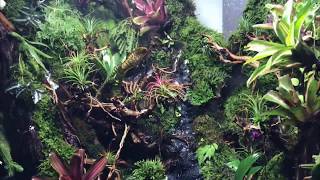 Paludarium Ecosphere WITH FISH and rain forest natural mini for paludarium [upl. by Stanwood991]