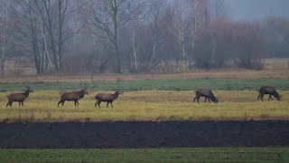 Chmara byków Jeleni Szlachetnych  Styczeń 2021  Deers 17 [upl. by Niattirb]