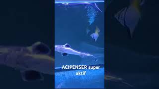 ikan ACIPENSER super aktifikan aquariumaquascape aquarium [upl. by Zetrauq656]