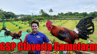 Lets Visit The Farm Of GSP Claveria Gamefarm [upl. by Tepper]