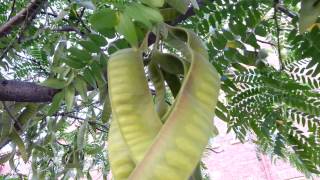 Gleditsia Triacanthos Sunburst Yellow Honey Locust seed pods  HD Golden Gleditsia 03 [upl. by Farrish812]