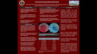 Aeromonas Hydrophila Bacteremia [upl. by Scutt]