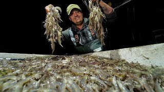 Loading the Boat with SHRIMP  Shrimping Catch and Cook [upl. by Nodroj288]