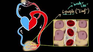 Lymph lymph nodes amp lymphatic system  Life processes  Biology  Khan Academy [upl. by Noyart909]