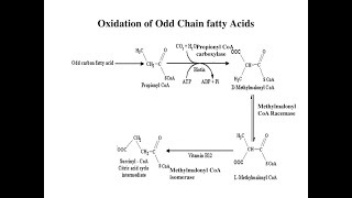 The fate of Propionyl CoA resulting from Oxidation of Odd chain Fatty acids [upl. by Ariela]