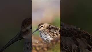 Dunlin on the Sand birds dunlin sonya1 [upl. by Marcela]