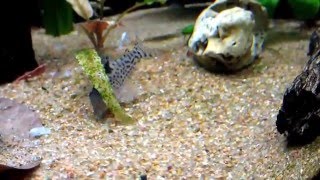 Corydoras leucomelas [upl. by Anal]