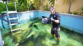 Swimming With MASSIVE Fish In Swimming Pool POND fish feeding [upl. by Netsud]