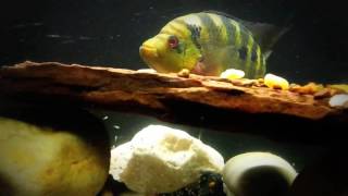 Pyro Trimac Cichlid Breeding Update  10262016 [upl. by Bainbrudge]