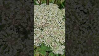 Ligusticopsis wallichiana flowers [upl. by Cohby667]