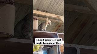 No sleep no worries I’m okay cat viralvideo [upl. by Girhiny]